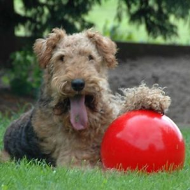 Dog with red ball