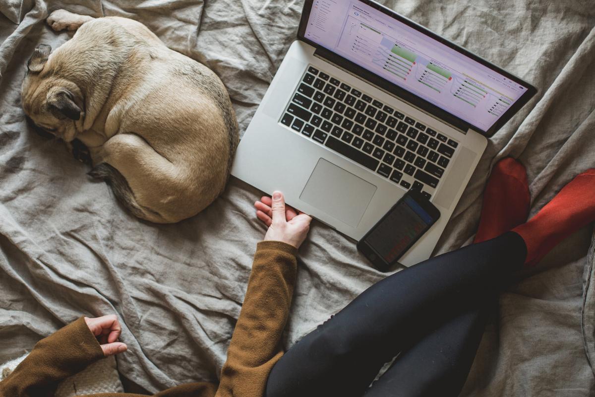 A person using a laptop on a bed with a dog curled up.
