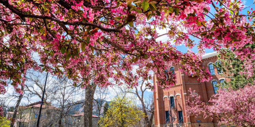 Photo of blossoming trees on campus 