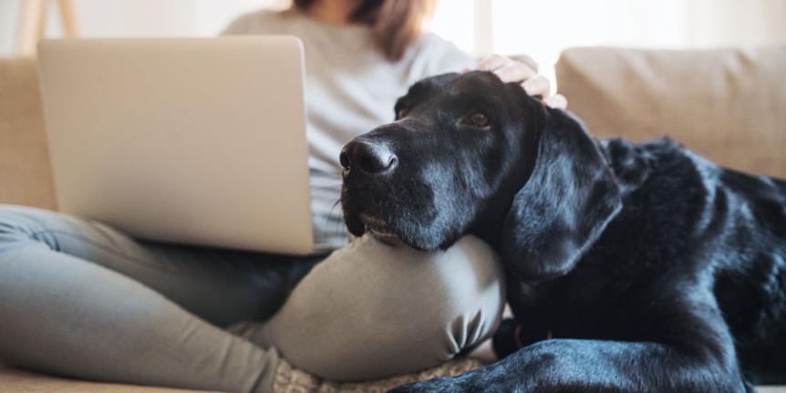dog sits next to someone using a laptop computer