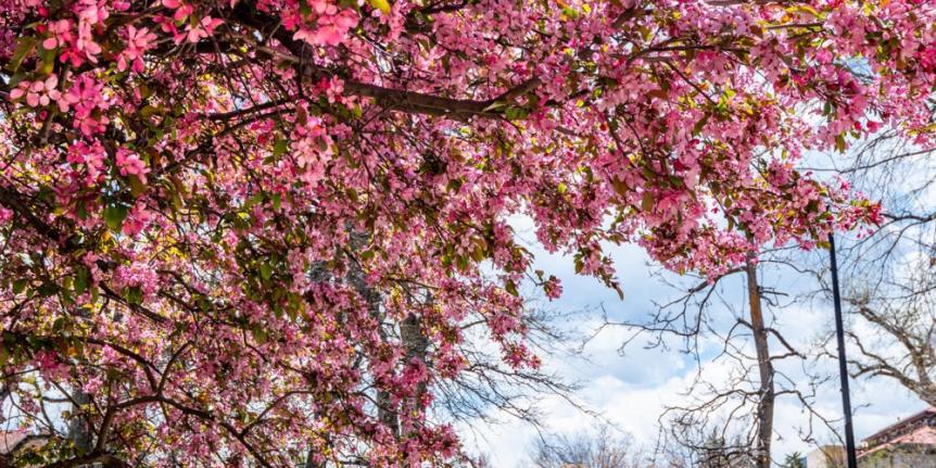 Campus photo with spring flowers